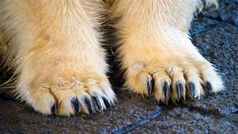 Polar Bear Feet | Copyright © Daniel Ruyle | Daniel Ruyle | Flickr