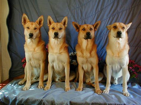 Carolina Dog - Puppies, Rescue, Pictures, Information, Temperament ...