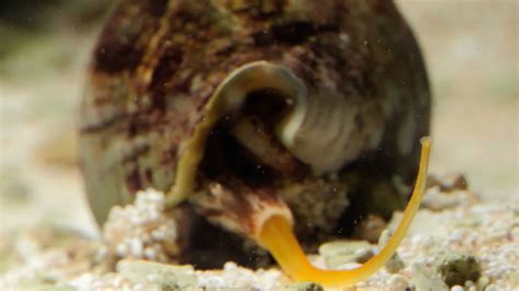 Harpoon Cone Snail Sting