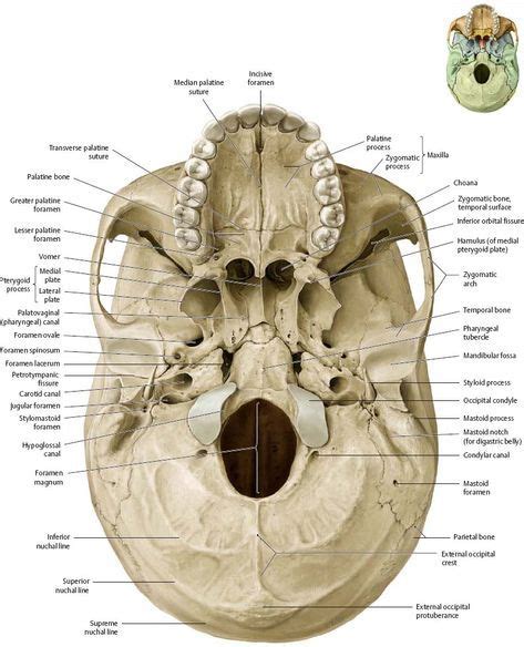 Foramen Ovale | Doctorlib | Anatomia muscolare, Studenti di medicina, Scuola di medicina