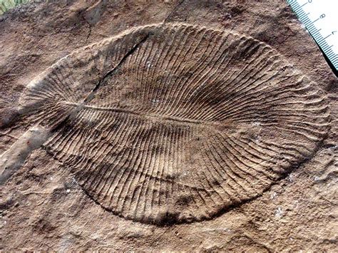 Dickinsonia-Fossil | Naturwissenschaften | Essays im Austria-Forum