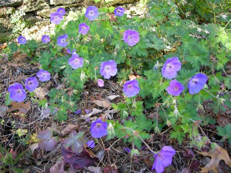 Rozanne Geranium - Taylor Landscaping