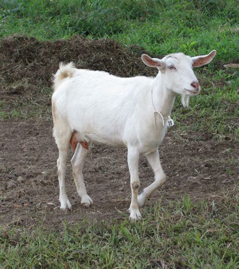 5 Best Dairy Goat Breeds for the Small Farm - American-Outdoors.net ...