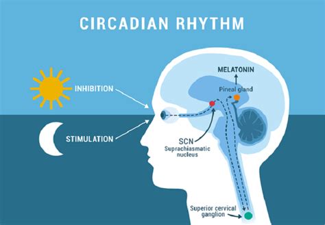 Circadian Rhythm: See What Is It?