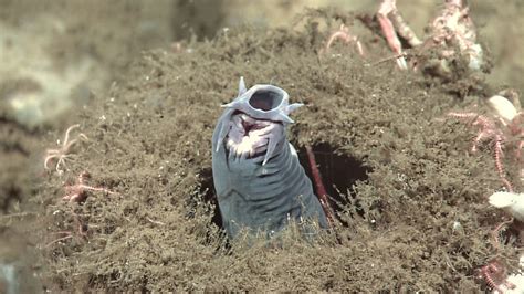 Hagfish by NOAA - Earth Buddies