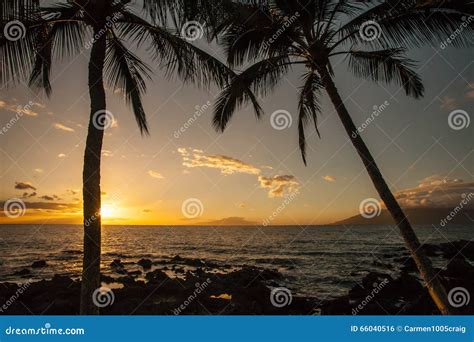 Hawaii Palm Tree Sunset Sunstar Stock Photo - Image of kihei, orange ...