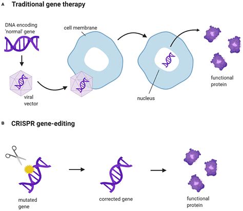 Gene Therapy Editing Series 1 A Brief Introduction To Gene Therapy - Riset