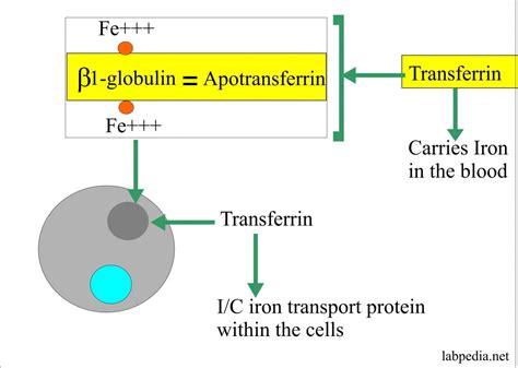 Ferritin (serum Ferritin Level) – Labpedia.net