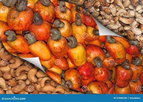 Cashew Fruit and Nuts stock photo. Image of green, snack - 57686238