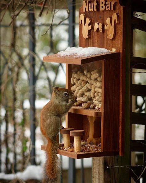 Nut Bar: Squirrel/bird Feeder - Etsy | Squirrel feeder diy, Wood bird feeder, Squirrel feeder