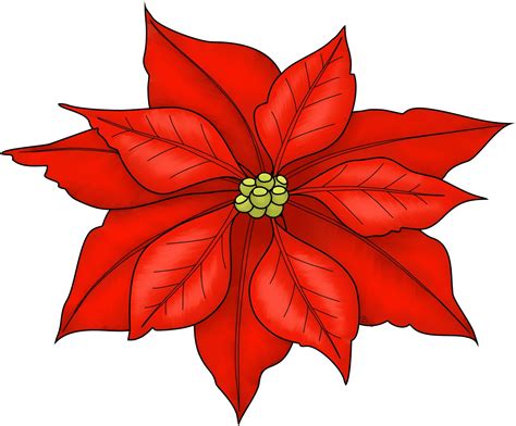 STA Holiday Poinsettia Sale | St. Thomas Aquinas Parish