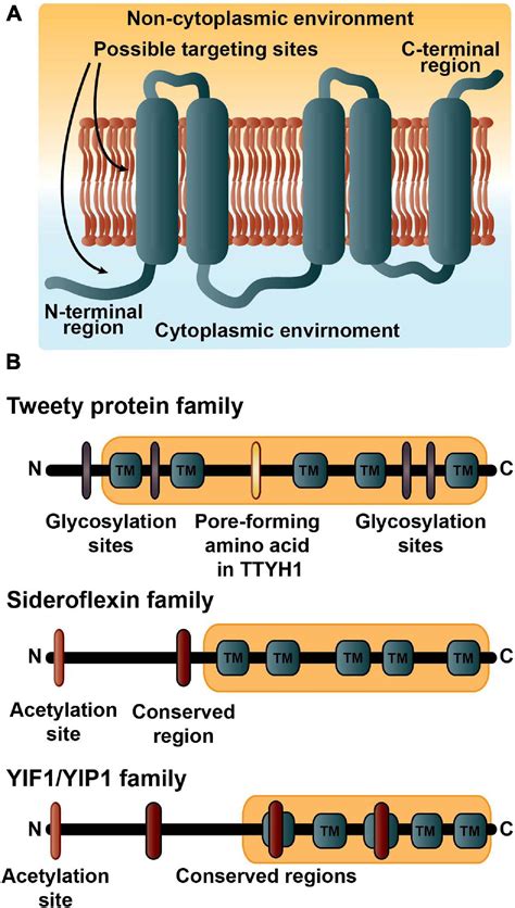 Rhesus Transmembrane Protein Complex