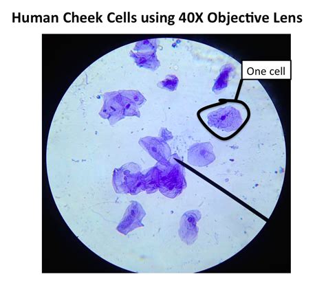 Diagram Cheek Cell