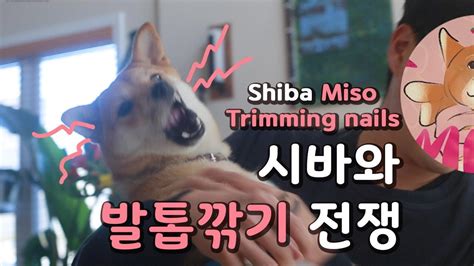 [Shiba Miso] Shiba Inu Trimming Nails 개엄살 시바견 발톱깎기 전쟁 - YouTube