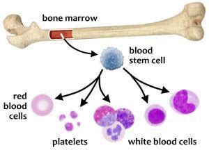 online biology classes: Bone marrow and immune system