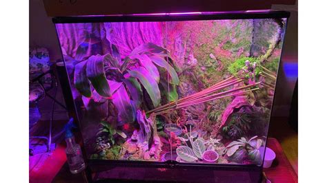 Crested Gecko Habitat Set-up Guide 101: How To Set up a Habitat For ...