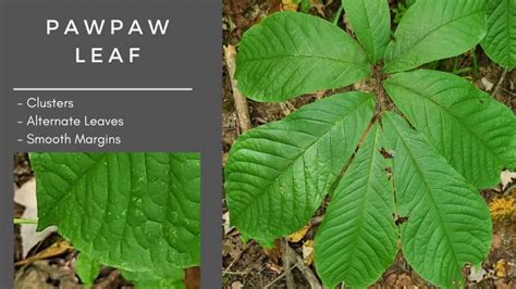 Complete Guide to Pawpaw Tree – Asimina triloba – GrowIt BuildIT