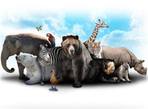 Young Science: Animals & Their Habitats » SKrafty