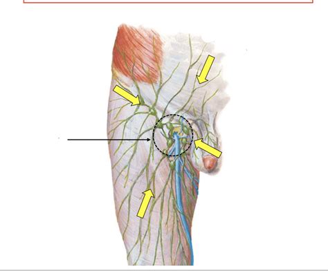 Superficial Inguinal Lymph Nodes Diagram | Quizlet