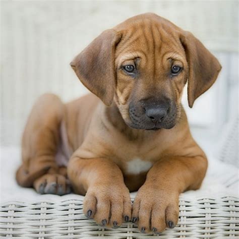 Rhodesian Ridgeback Puppy Pictures? Yes, Please