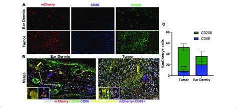 | Immunofluorescence staining reflects heterogeneity in macrophage ...