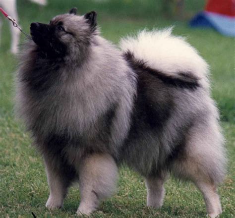 Keeshond Dog Info - Animals Species