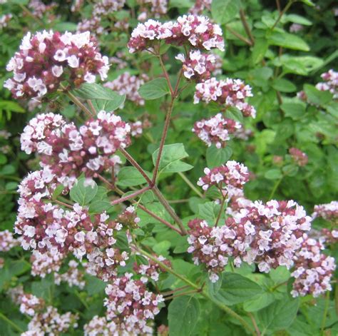 Two Live Plants Italian Oregano Plant 4 Inch to 7 Inch Tall in - Etsy