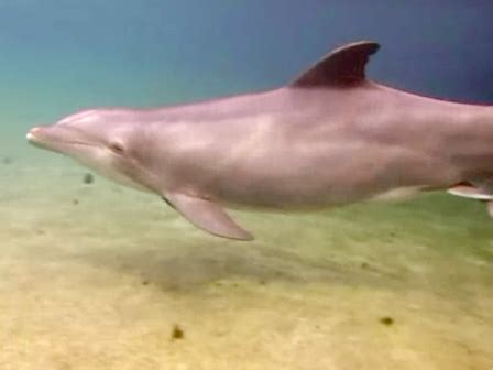 Check out this incredible footage of a dolphin giving birth - CBS News