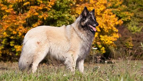 Belgian Tervuren Dog Breed Profile – Top Dog Tips