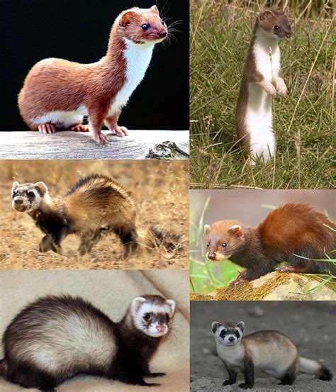 File:Weasels together.jpg - Wikimedia Commons