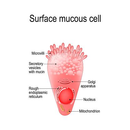 Surface Mucous Cell Is A Foveolar Cell That Covering The Inside Of The Stomach Stock ...