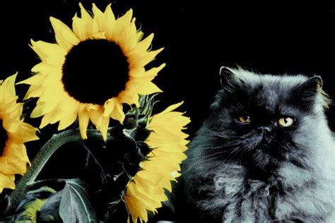 Are Sunflowers Poisonous to Cats? - Pets