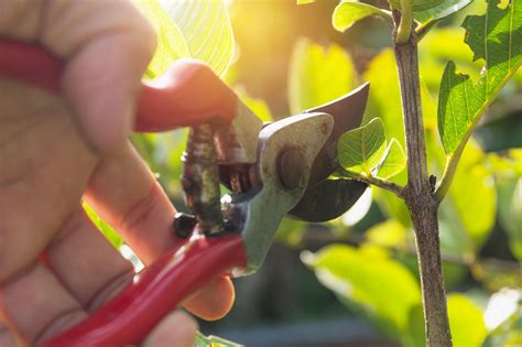 Pruning 101 - Improve the Health of Your Plants