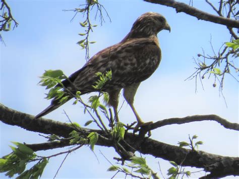 North Texas today - hawk ID help : r/whatsthisbird