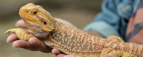 How to Care for Pet Bearded Dragons - Unusual Pet Vets