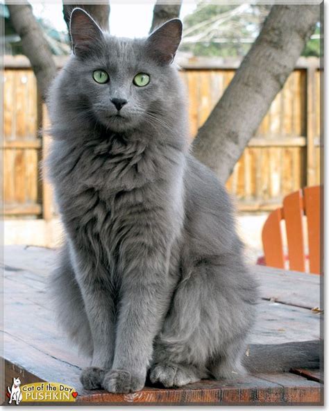 Pushkin, the Cat of the Day | Nebelung cat, Angora cats, Russian blue