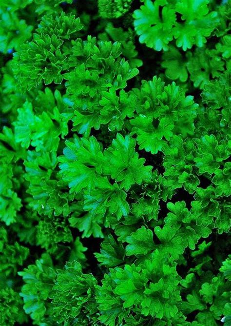 Parsley Nutrition And Why It's Far More Than Just A Garnish