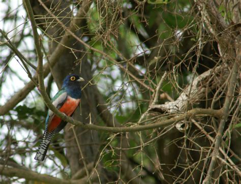 Blue-crowned trogon, male – Roumazeilles.net