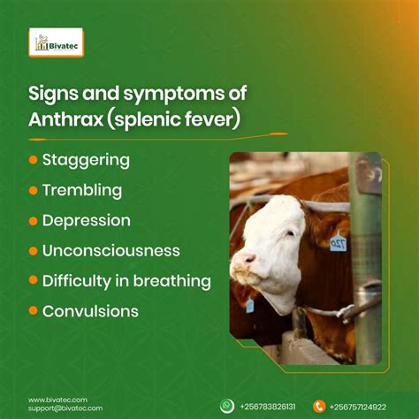 Protect Your Livestock: Understanding Anthrax (Splenic Fever) in Cattle, Goats, and Sheep