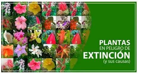 plantas en peligro extinción 2024 brenp