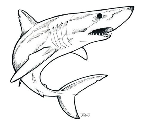 shark line drawing - Google Search | Shark drawing, Shark drawing easy ...