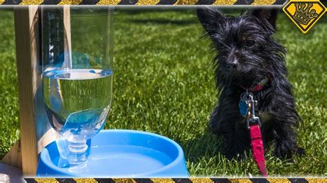 DIY Self Filling Pet Water Bowl | Pet water bowl, Dog water bowls, Diy stuffed animals