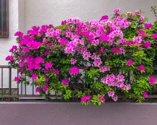 Pruning azaleas: how and when to complete this task | Gardeningetc