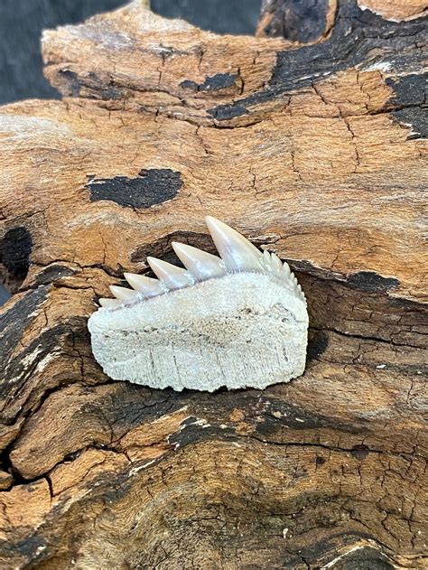 Fossilized Lower Cow Shark Tooth from Lee Creek Mine North | Etsy