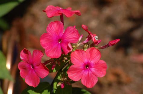 15 Types of Phlox Perfect for Your Garden