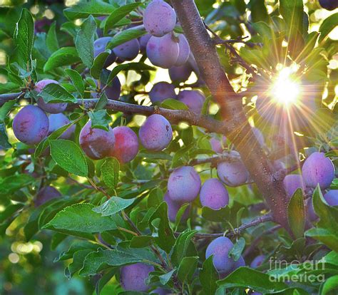 Prune Orchard Tree Sunset Photograph by Michelle Zearfoss