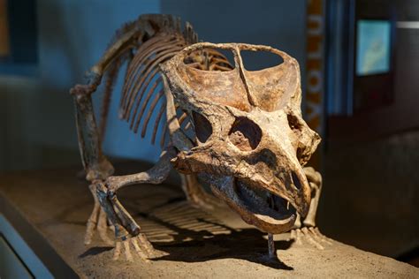 Dinosaur Skeleton Free Stock Photo - Public Domain Pictures