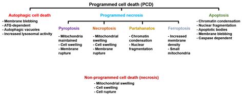 Cell death - Dr. Sjoerd van Wijk Ubiquitination Autophagy Cell death