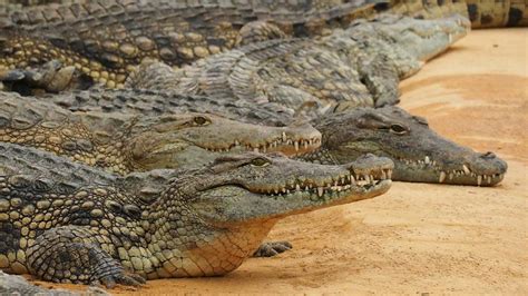 What Is The Difference Between An Alligator and A Crocodile?