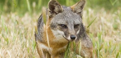 Island foxes may need genetic rescue